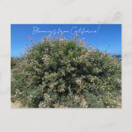 Bloomings from California: Coastal Bush Lupine Briefkaart