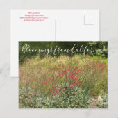Bloomings from California: Rode Boekweit Briefkaar Briefkaart (Voorkant / Achterkant)