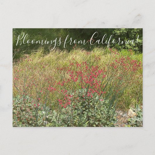 Bloomings from California: Rode Boekweit Briefkaar Briefkaart (Voorkant)