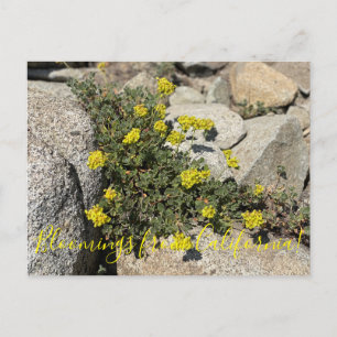 Bloomings from California: Zwavel Boekweit Post Briefkaart