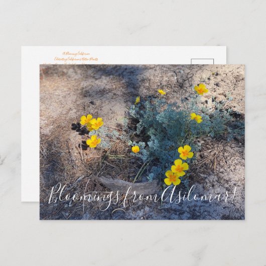 Bloomings uit Asilomar: Maritieme papavers Briefkaart (Voorkant / Achterkant)