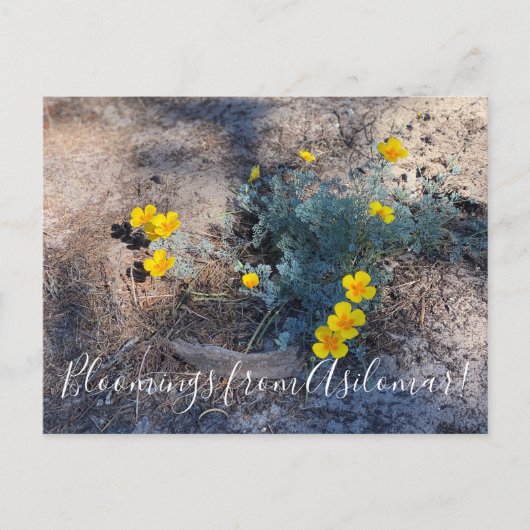 Bloomings uit Asilomar: Maritieme papavers Briefkaart (Voorkant)