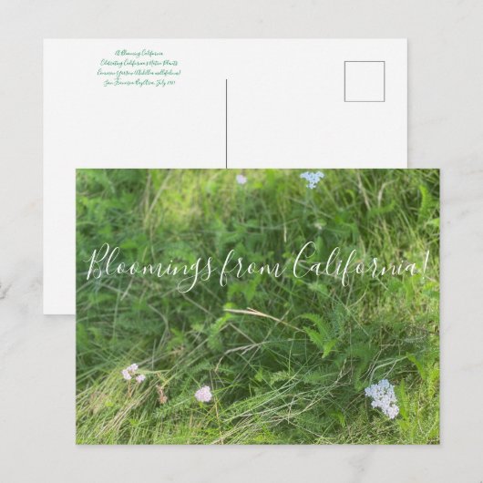 Bloomings uit Californië: Achillea millefolium Briefkaart (Voorkant / Achterkant)