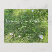 Bloomings uit Californië: Achillea millefolium Briefkaart (Voorkant)