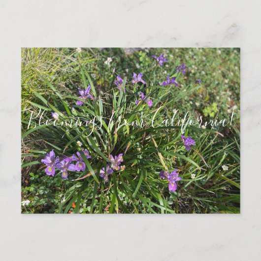 Bloomings uit Californië: April Iris Briefkaart (Voorkant)