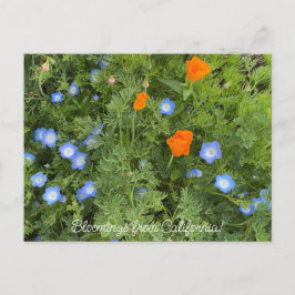 Bloomings uit Californië: April Wildbloemen Briefkaart