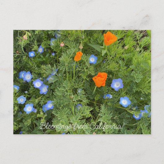 Bloomings uit Californië: April Wildbloemen Briefkaart (Voorkant)