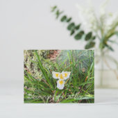 Bloomings uit Californië: AprilSnow Douglas Iris Briefkaart (Staand voorkant)