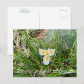 Bloomings uit Californië: AprilSnow Douglas Iris Briefkaart (Voorkant / Achterkant)