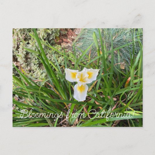 Bloomings uit Californië: AprilSnow Douglas Iris Briefkaart (Voorkant)
