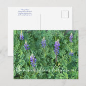 Bloomings uit Californië: Arroyo Lupine Briefkaart (Voorkant / Achterkant)