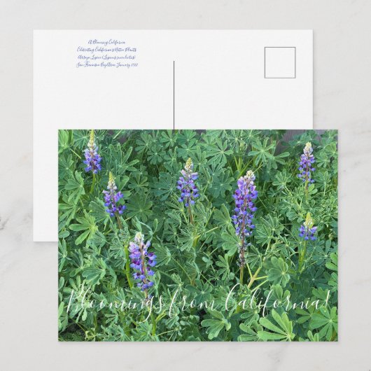 Bloomings uit Californië: Arroyo Lupine Briefkaart (Voorkant / Achterkant)