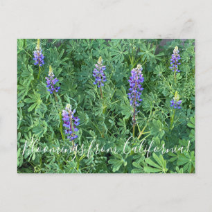 Bloomings uit Californië: Arroyo Lupine Briefkaart
