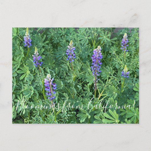 Bloomings uit Californië: Arroyo Lupine Briefkaart (Voorkant)