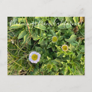 Bloomings uit Californië: Beach Aster Briefkaart