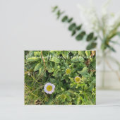 Bloomings uit Californië: Beach Aster Briefkaart (Staand voorkant)