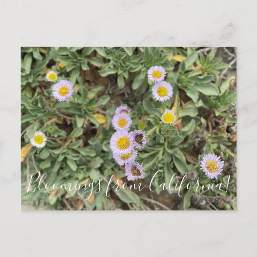 Bloomings uit Californië: Beach Aster Briefkaart (Voorkant)