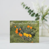 Bloomings uit Californië: Bicolor Poppies Briefkaart (Staand voorkant)