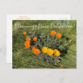 Bloomings uit Californië: Bicolor Poppies Briefkaart (Voorkant / Achterkant)