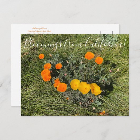 Bloomings uit Californië: Bicolor Poppies Briefkaart (Voorkant / Achterkant)