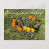 Bloomings uit Californië: Bicolor Poppies Briefkaart (Voorkant)