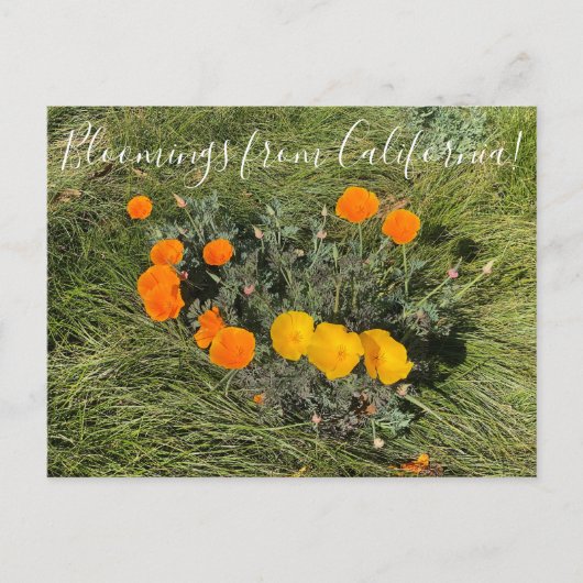 Bloomings uit Californië: Bicolor Poppies Briefkaart (Voorkant)