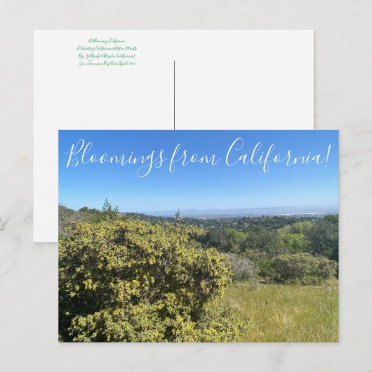 Bloomings uit Californië: Big Saltbush Briefkaart (Voorkant / Achterkant)