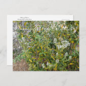 Bloomings uit Californië: Black Sage Briefkaart (Voorkant / Achterkant)