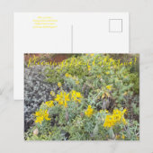 Bloomings uit Californië: Bladderpod Briefkaart (Voorkant / Achterkant)
