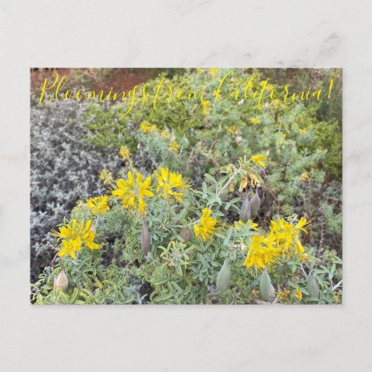 Bloomings uit Californië: Bladderpod Briefkaart (Voorkant)