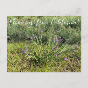 Bloomings uit Californië: Blauwe ogen Briefkaart