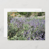 Bloomings uit Californië: Bliss Sage van bijen Briefkaart (Voorkant / Achterkant)