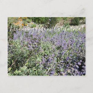 Bloomings uit Californië: Bliss Sage van bijen Briefkaart