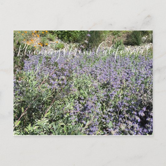 Bloomings uit Californië: Bliss Sage van bijen Briefkaart (Voorkant)