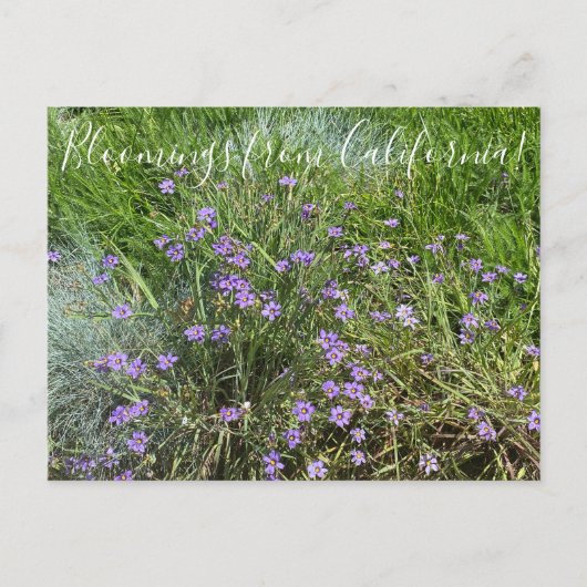 Bloomings uit Californië: Blue Eyed Grass Briefkaart (Voorkant)