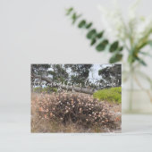 Bloomings uit Californië: Boekweit Briefkaart (Staand voorkant)