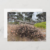 Bloomings uit Californië: Boekweit Briefkaart (Voorkant / Achterkant)