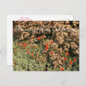 Bloomings uit Californië: Boekweit en Fuchsia Pos Briefkaart (Voorkant / Achterkant)