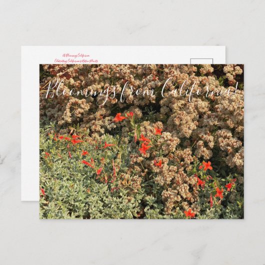Bloomings uit Californië: Boekweit en Fuchsia Pos Briefkaart (Voorkant / Achterkant)