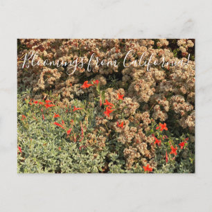Bloomings uit Californië: Boekweit en Fuchsia Pos Briefkaart