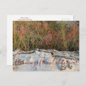 Bloomings uit Californië: Boekweit met rode bloeme Briefkaart (Voorkant / Achterkant)