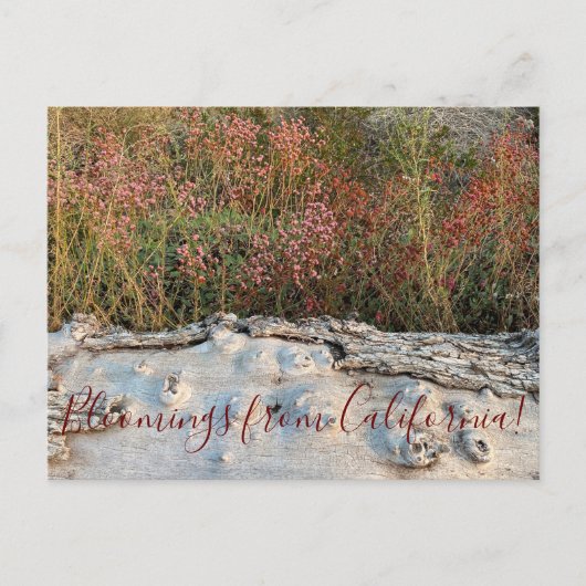 Bloomings uit Californië: Boekweit met rode bloeme Briefkaart (Voorkant)