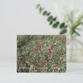 Bloomings uit Californië: Boekweit met rode bloeme Briefkaart (Staand voorkant)