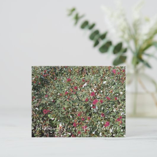 Bloomings uit Californië: Boekweit met rode bloeme Briefkaart (Staand voorkant)