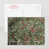 Bloomings uit Californië: Boekweit met rode bloeme Briefkaart (Voorkant / Achterkant)