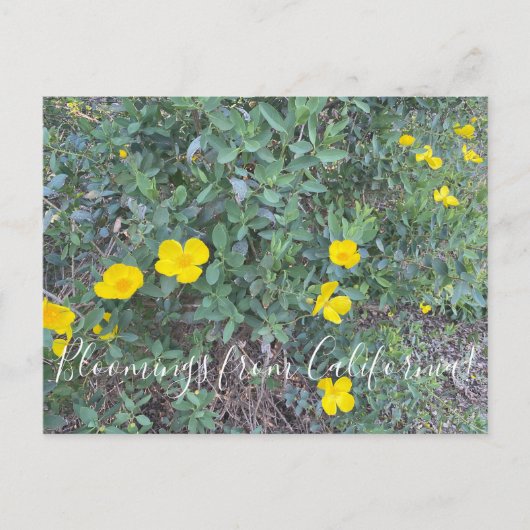 Bloomings uit Californië: Briefkaart van de boompa (Voorkant)