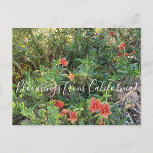 Bloomings uit Californië: Bronze Monkey Flower Briefkaart