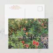 Bloomings uit Californië: Bronze Monkey Flower Briefkaart (Voorkant / Achterkant)