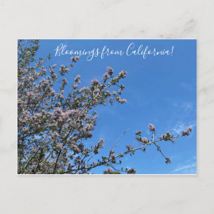 Bloomings uit Californië: Buck Brush Briefkaart