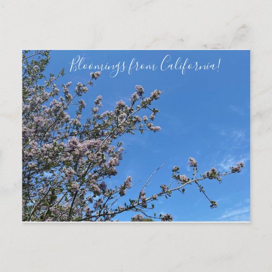Bloomings uit Californië: Buck Brush Briefkaart (Voorkant)